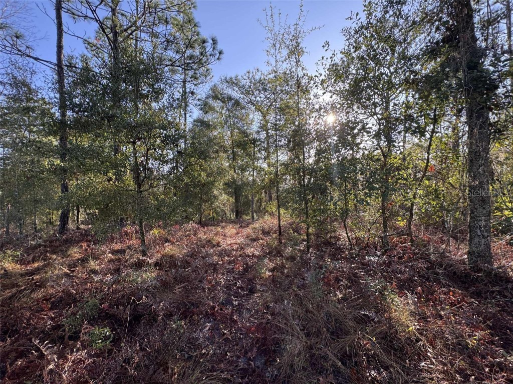 103rd Drive O'Brien FL 32071 GC536129 image6