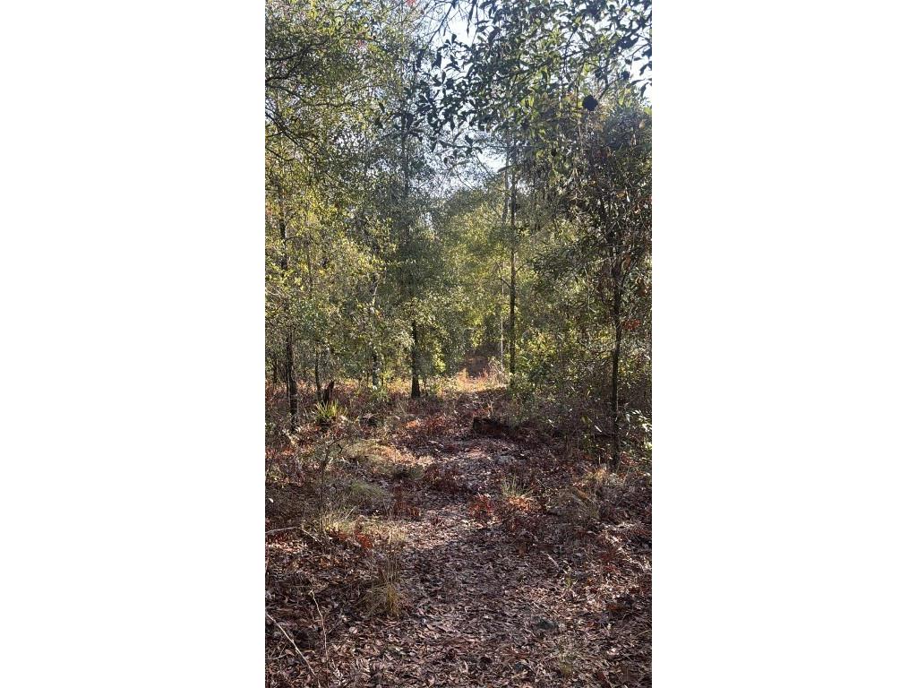 103rd Drive O'Brien FL 32071 GC536129 image9