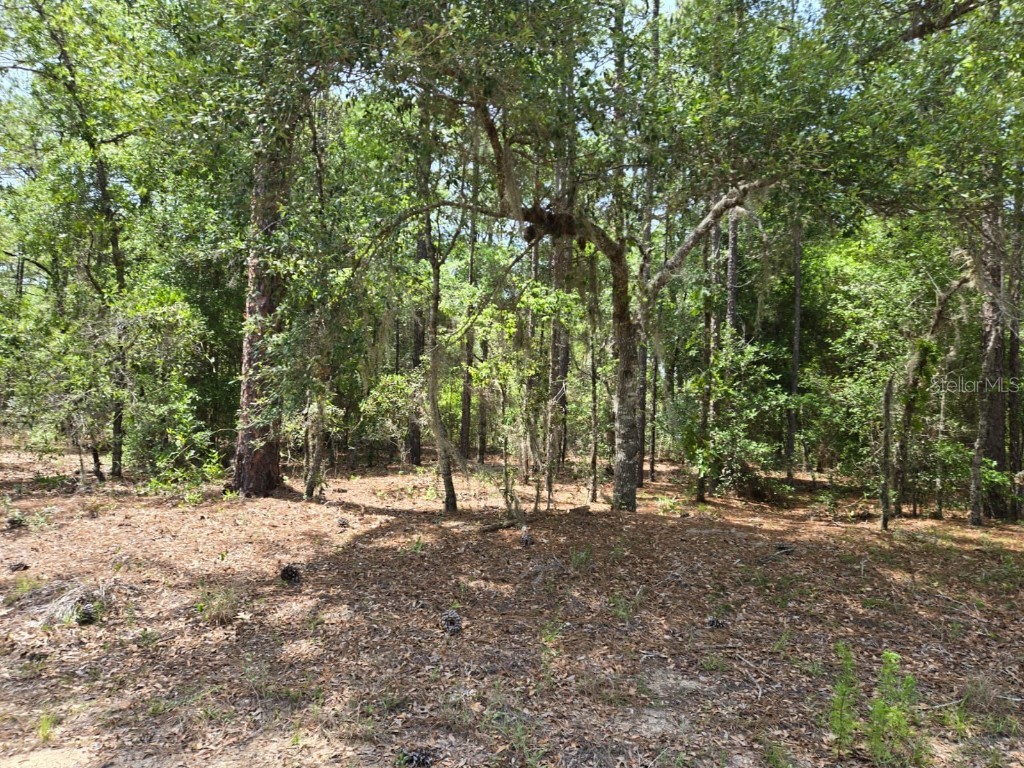 10804 N Adler Dr Citrus Springs FL 34434 TB8373983 image4