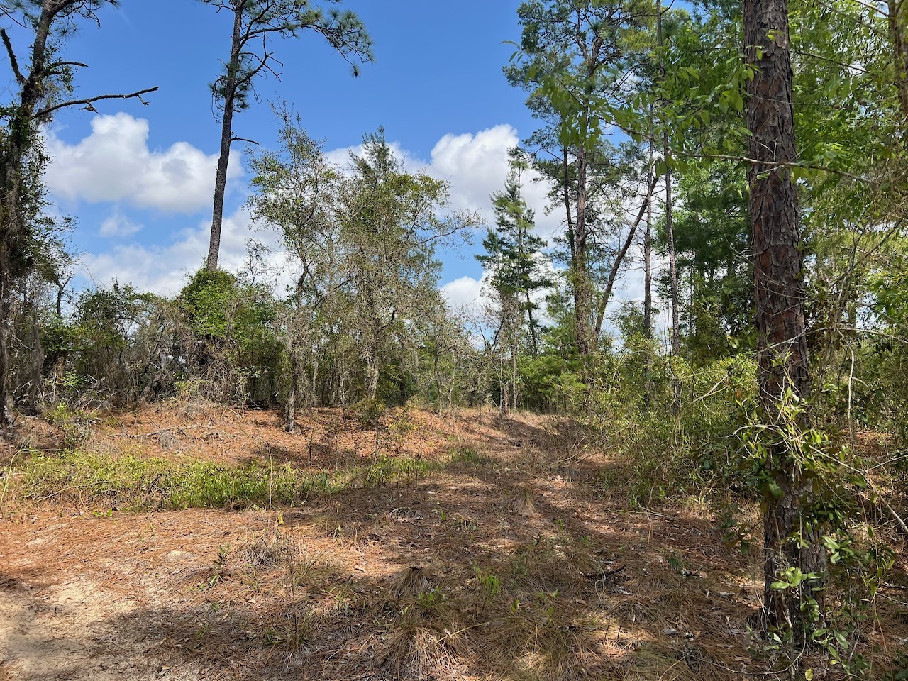 10th Street SE Williston FL 32696 OM722320 image16