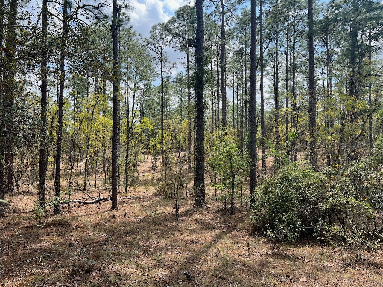 10th Street SE Williston FL 32696 OM722320 image17