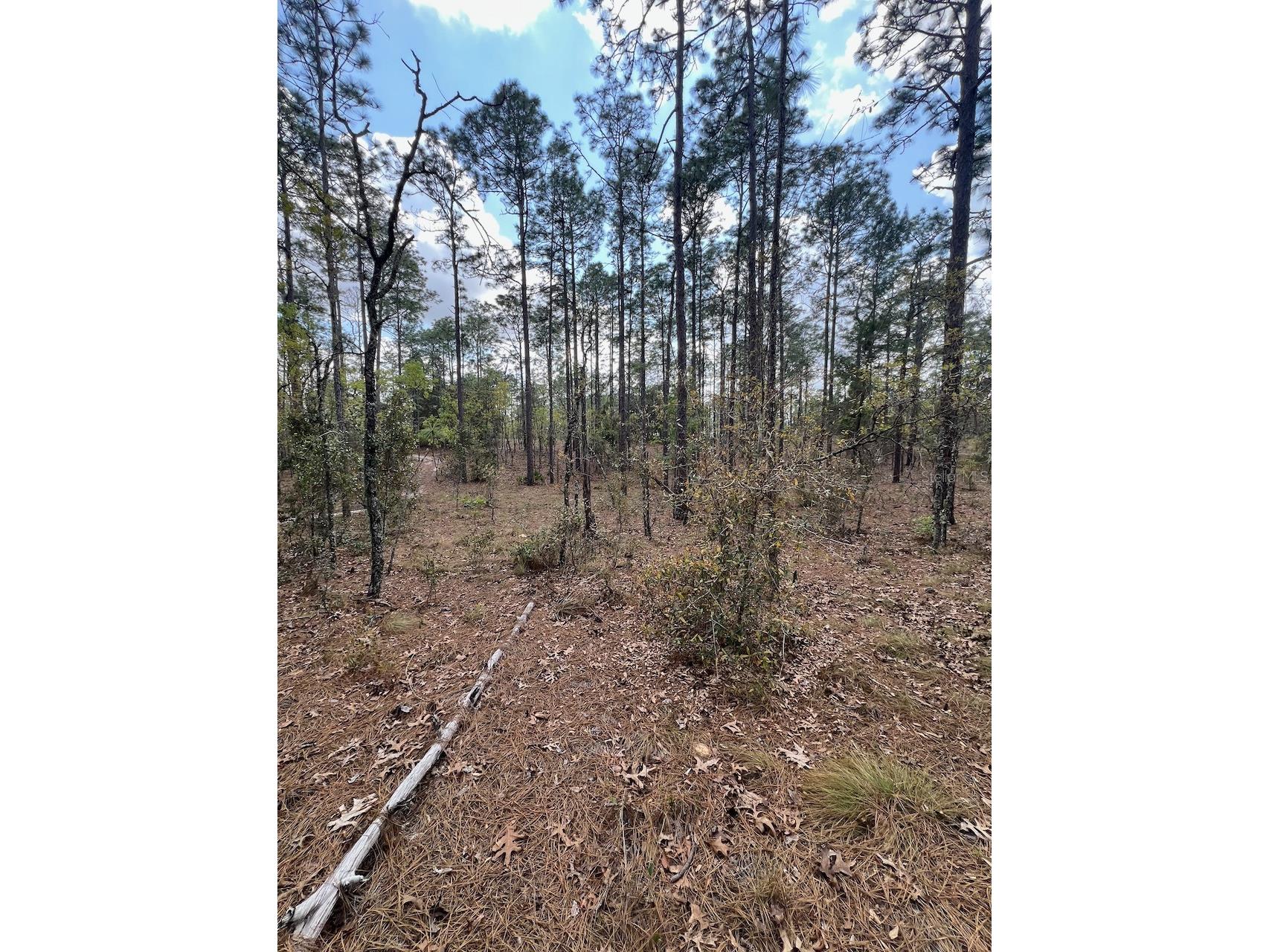 10th Street SE Williston FL 32696 OM722320 image18