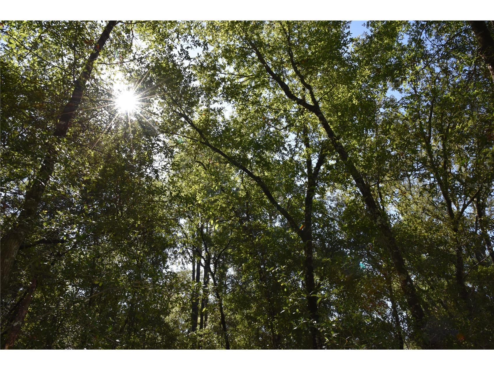 11st St Interlachen FL 32148 OM708262 image1