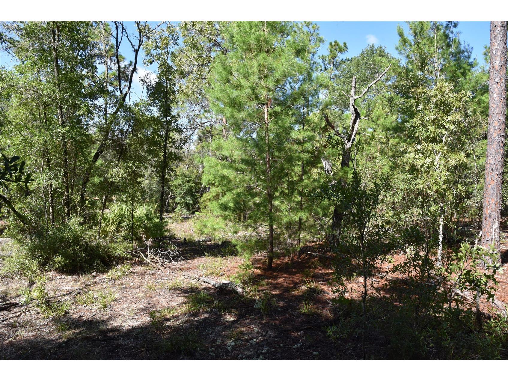 11st St Interlachen FL 32148 OM708262 image10