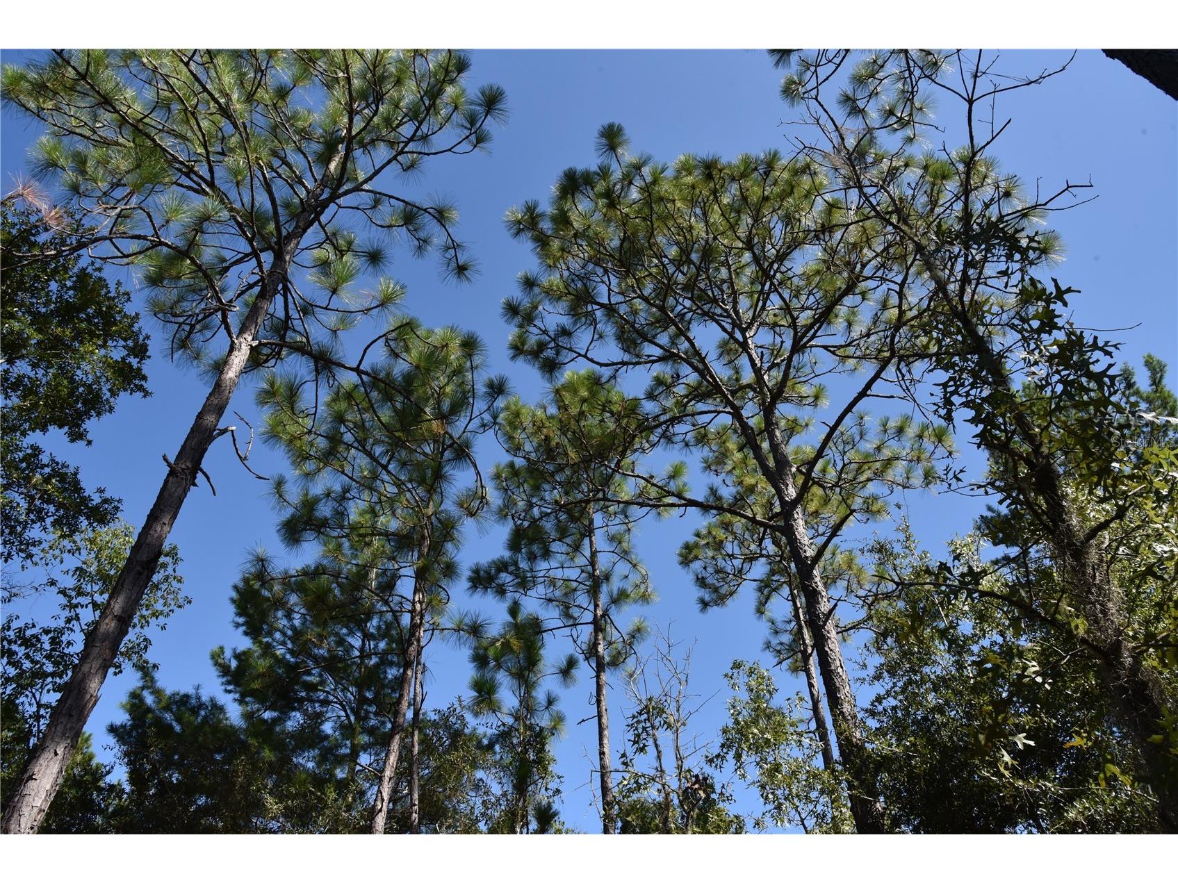 11st St Interlachen FL 32148 OM708262 image11