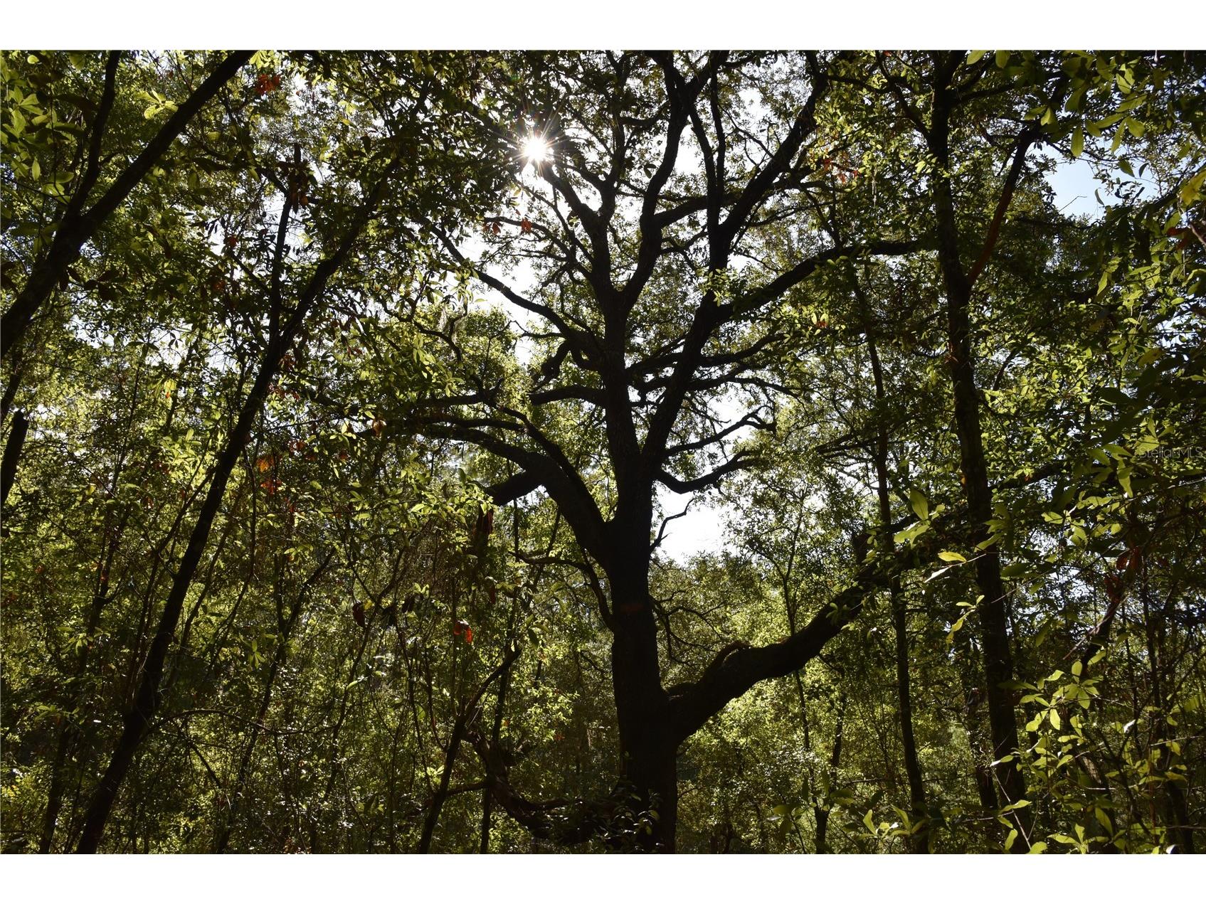 11st St Interlachen FL 32148 OM708262 image12