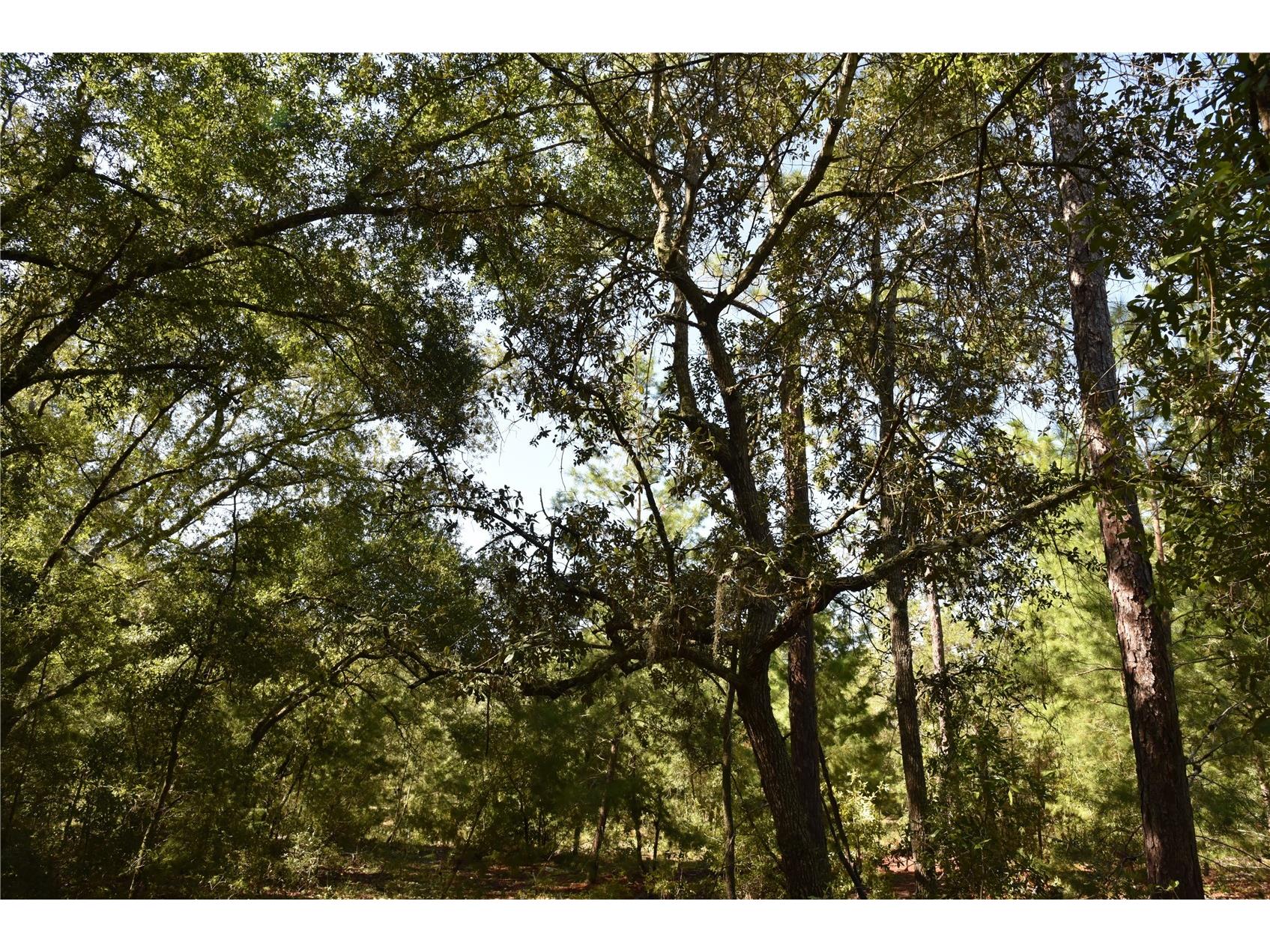 11st St Interlachen FL 32148 OM708262 image13