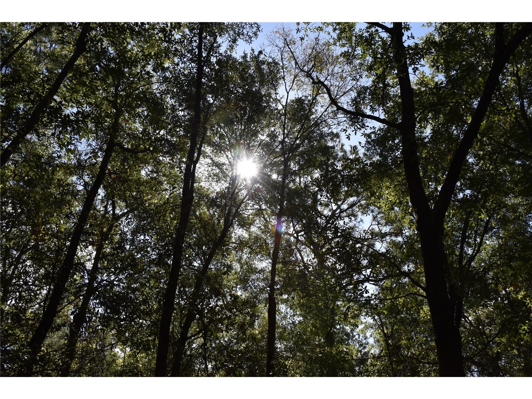 11st St Interlachen FL 32148 OM708262 image14