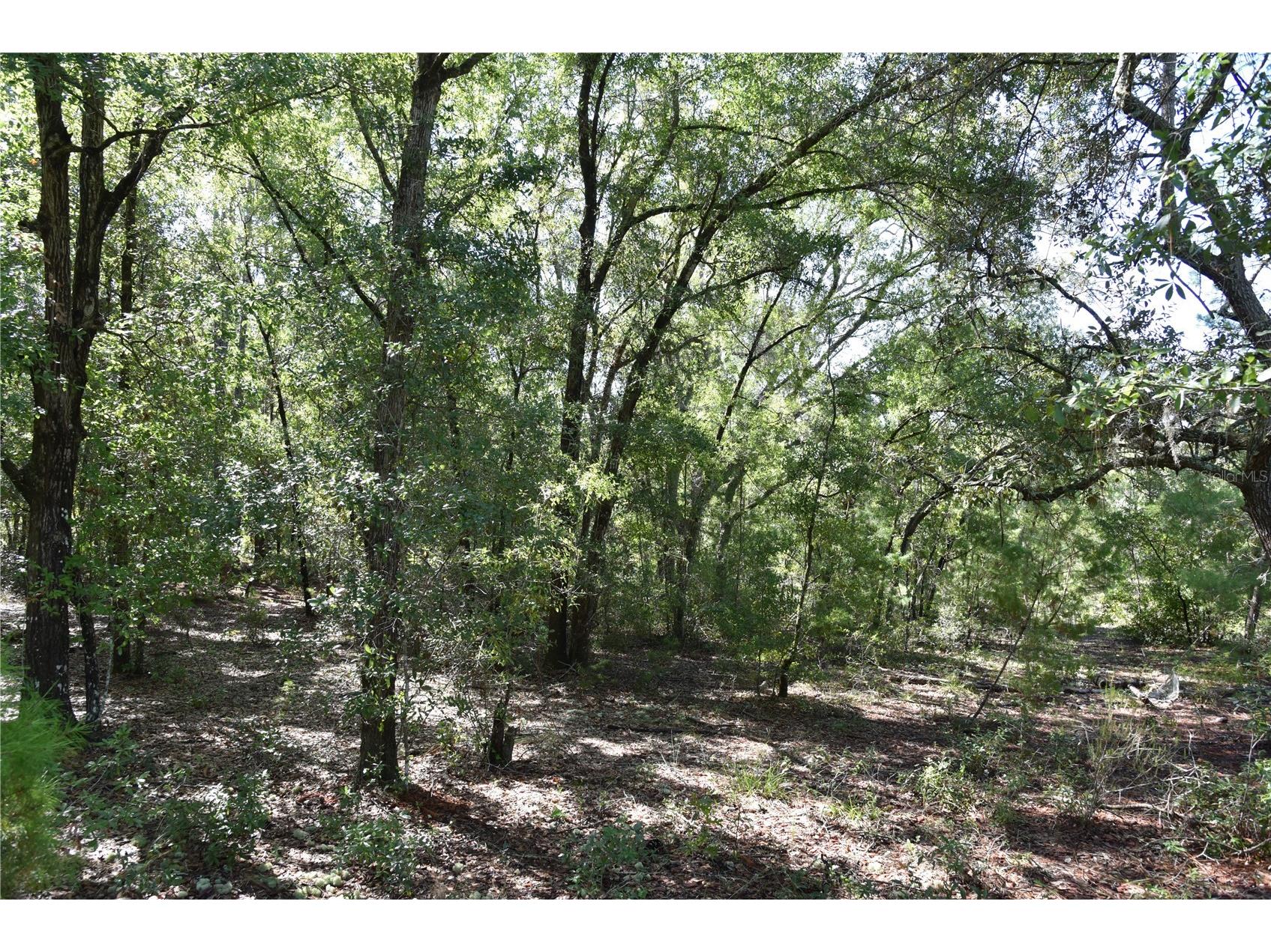 11st St Interlachen FL 32148 OM708262 image15