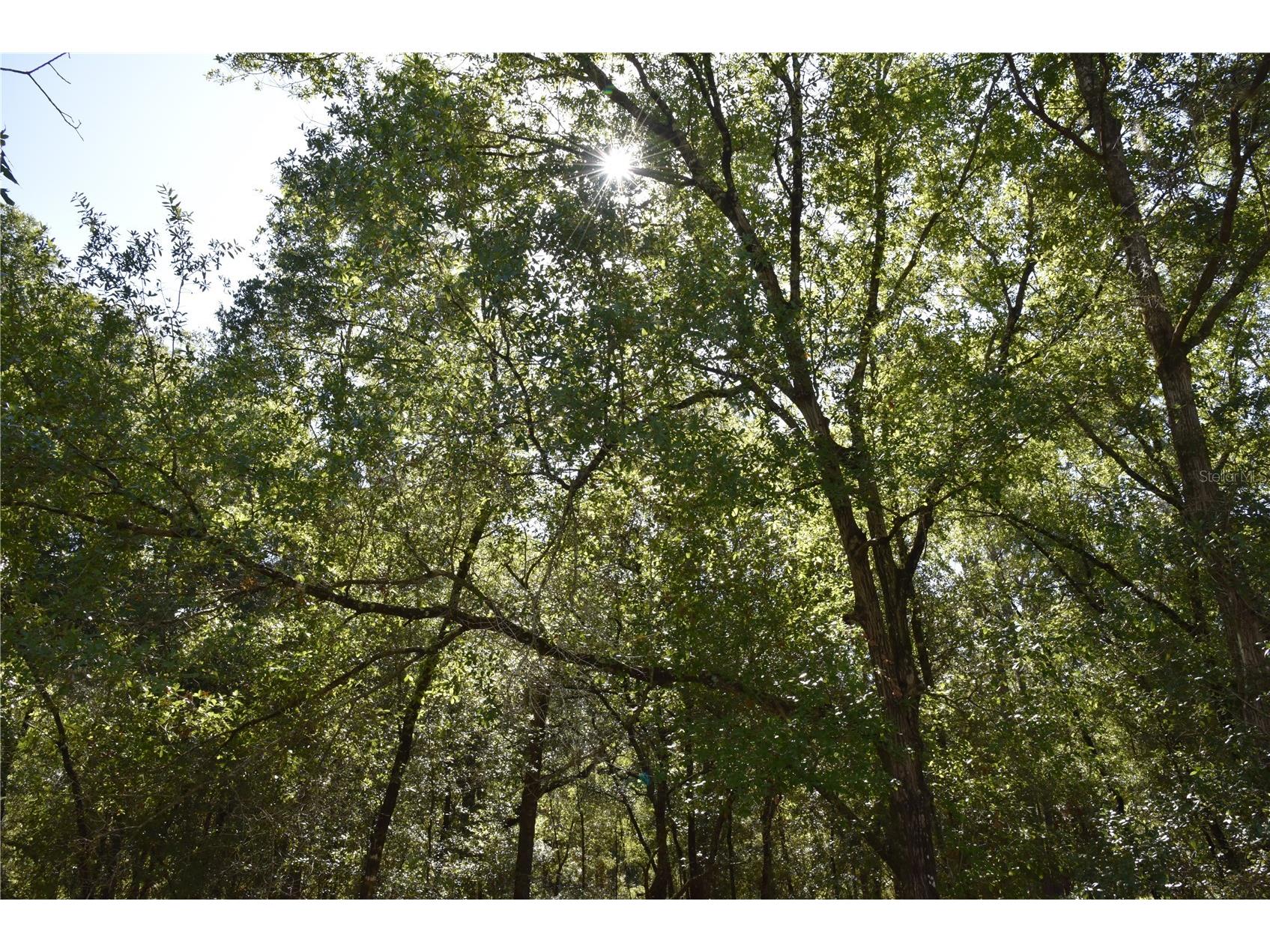 11st St Interlachen FL 32148 OM708262 image16