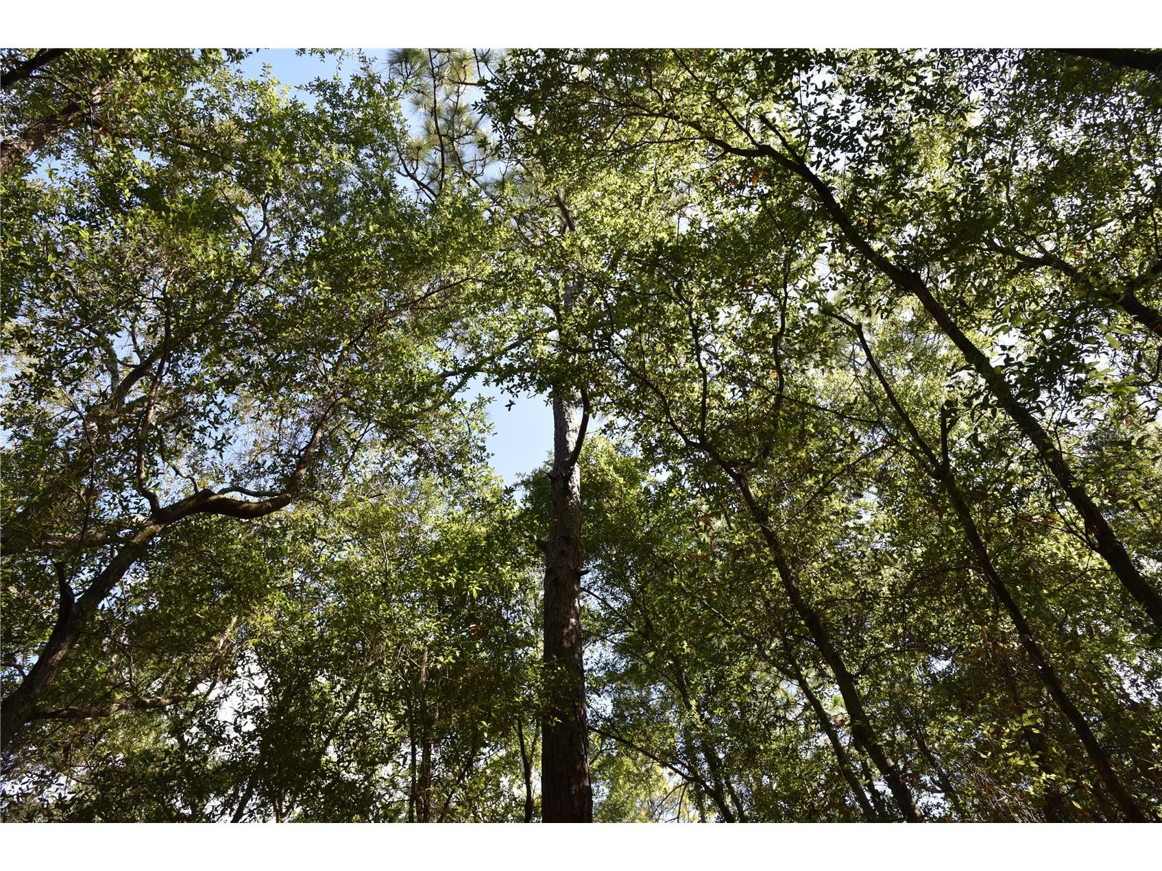 11st St Interlachen FL 32148 OM708262 image17