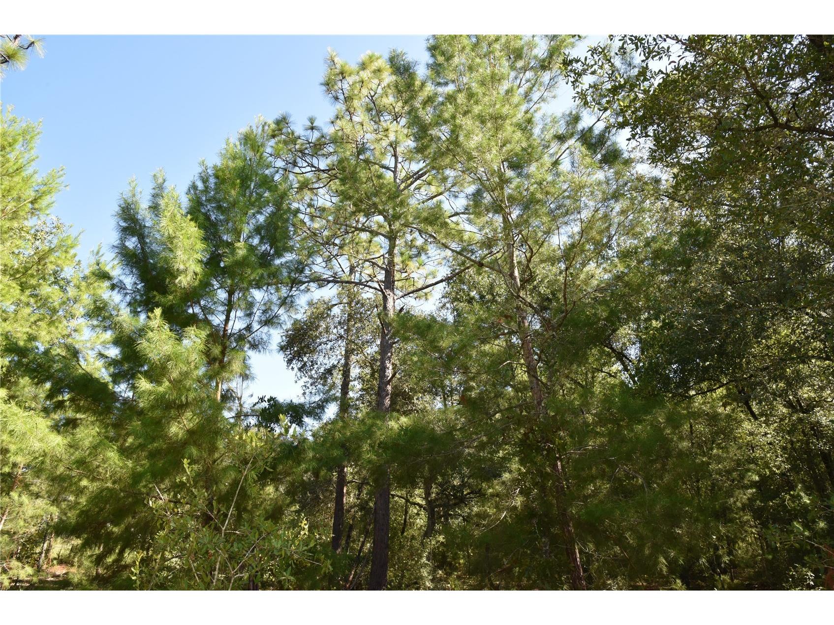 11st St Interlachen FL 32148 OM708262 image18