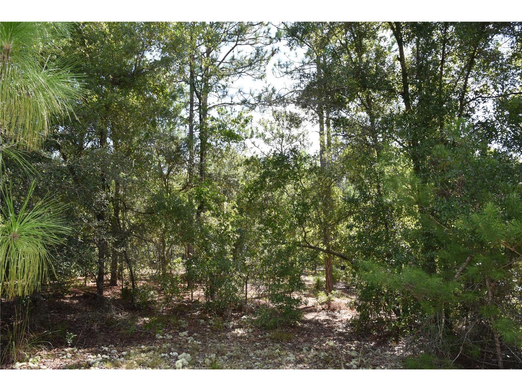 11st St Interlachen FL 32148 OM708262 image19