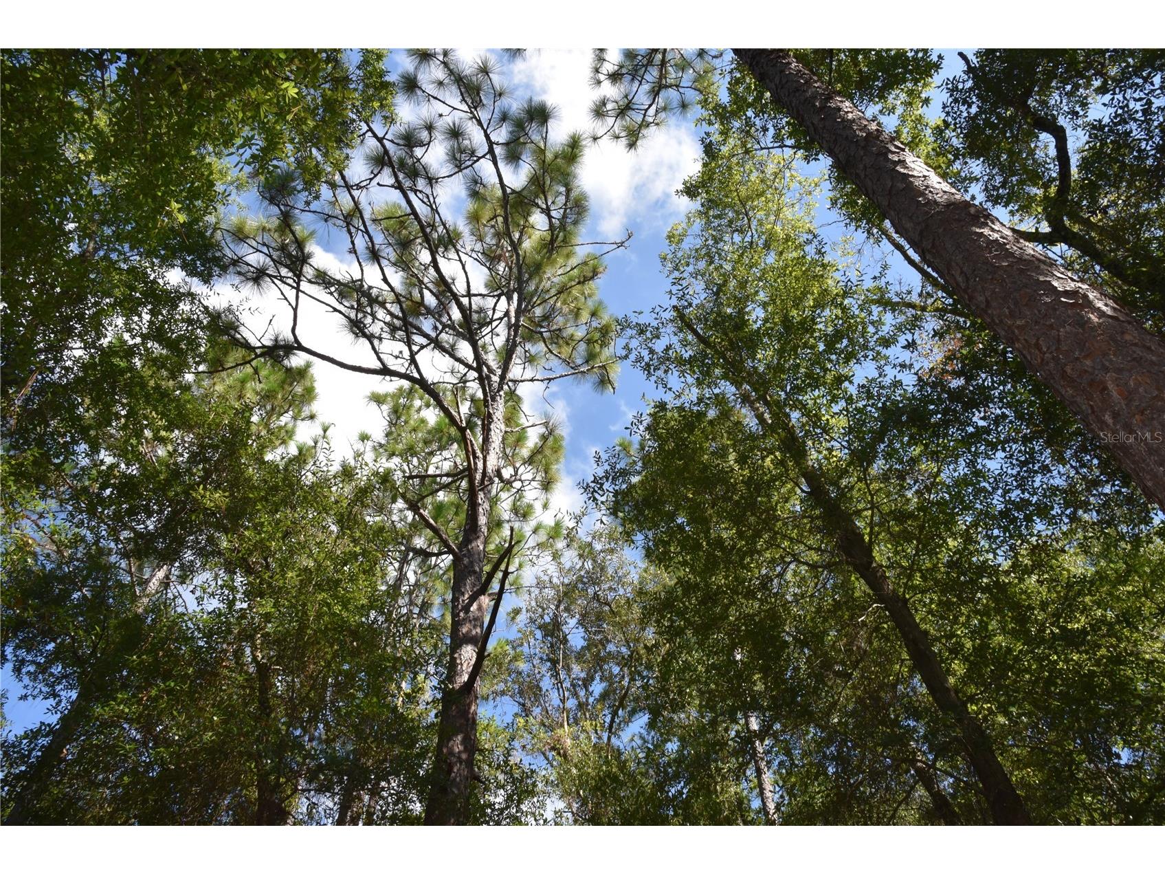 11st St Interlachen FL 32148 OM708262 image2