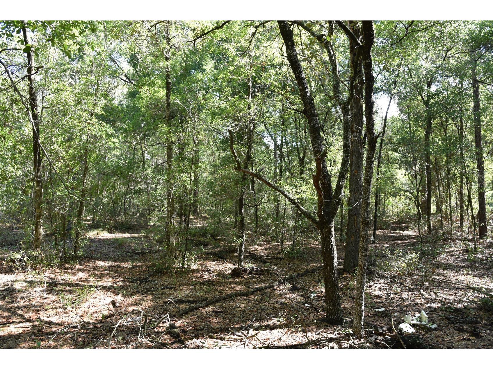 11st St Interlachen FL 32148 OM708262 image20