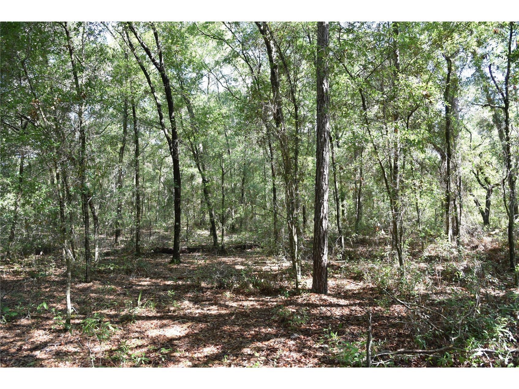 11st St Interlachen FL 32148 OM708262 image22