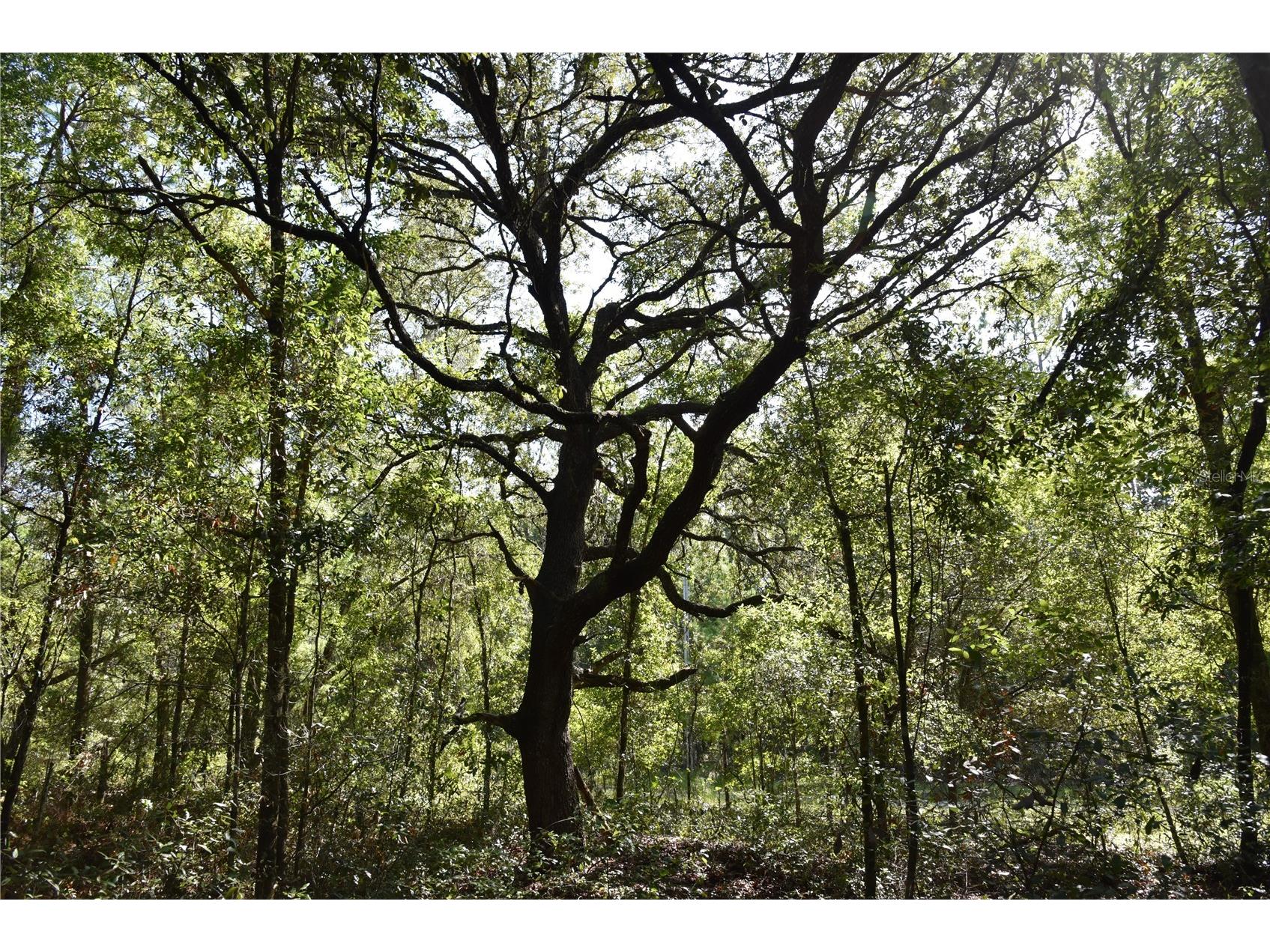 11st St Interlachen FL 32148 OM708262 image6