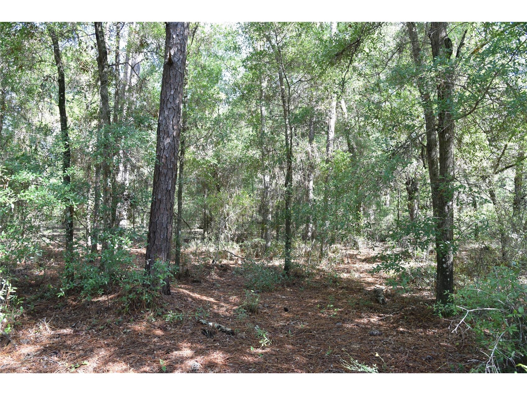 11st St Interlachen FL 32148 OM708262 image8