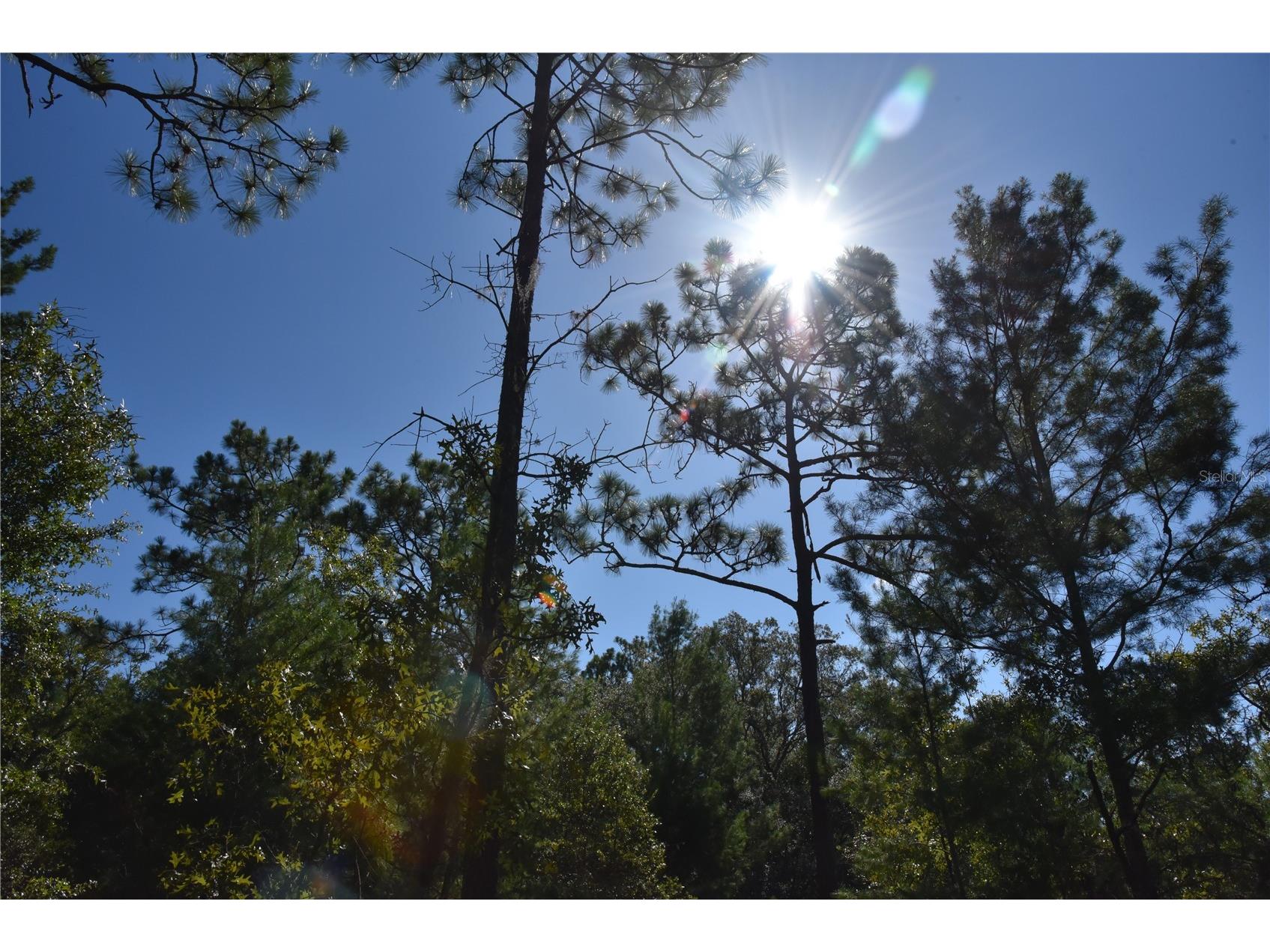 11st St Interlachen FL 32148 OM708262 image9