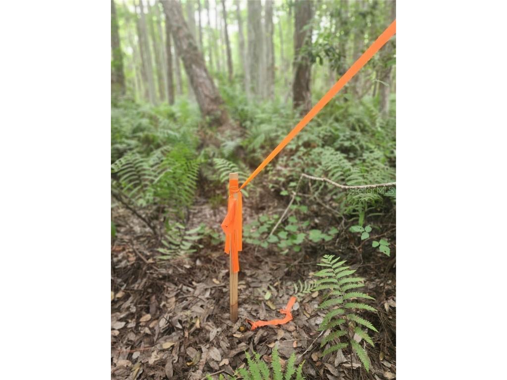 12th Ave Deland Deland FL 32724 V4933960 image3