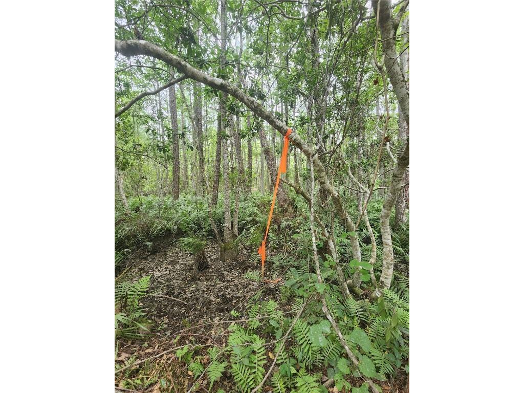 12th Ave Deland Deland FL 32724 V4933960 image4