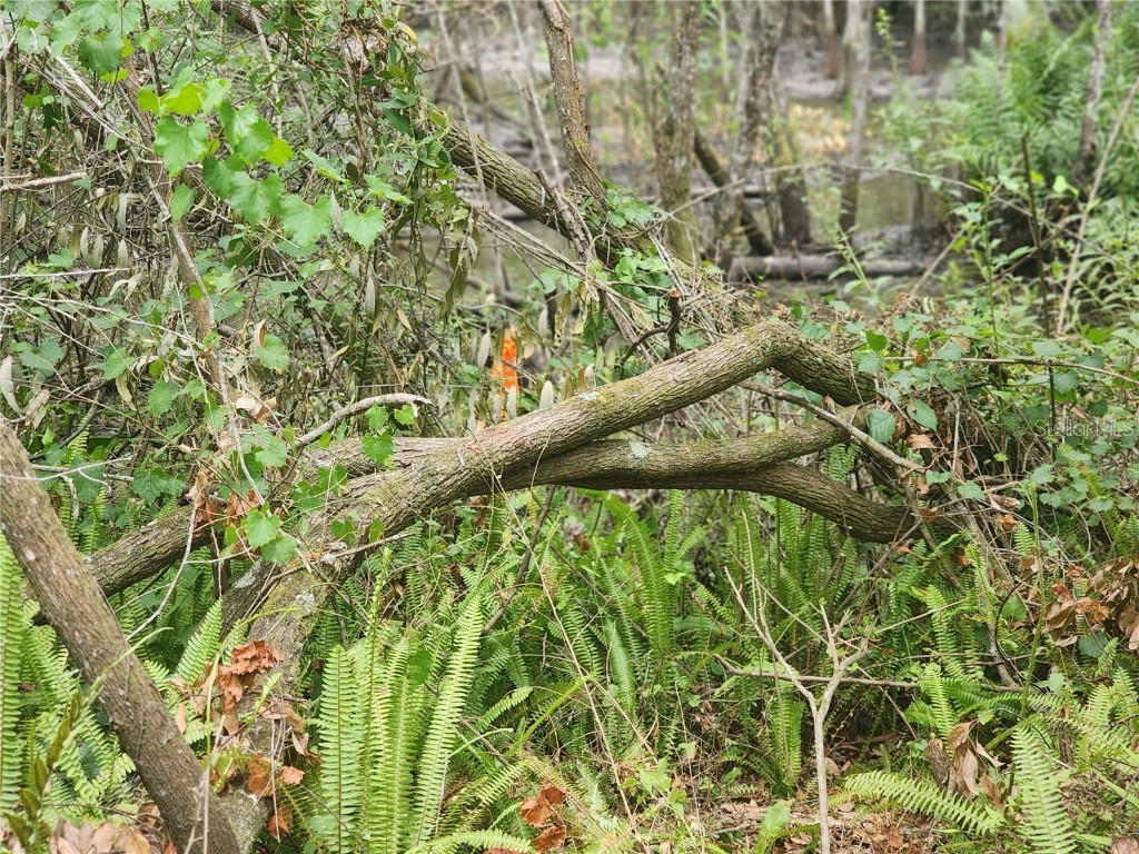 12th Ave Deland Deland FL 32724 V4933960 image5