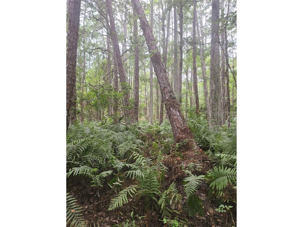 12th Ave Deland Deland FL 32724 V4933960 image6