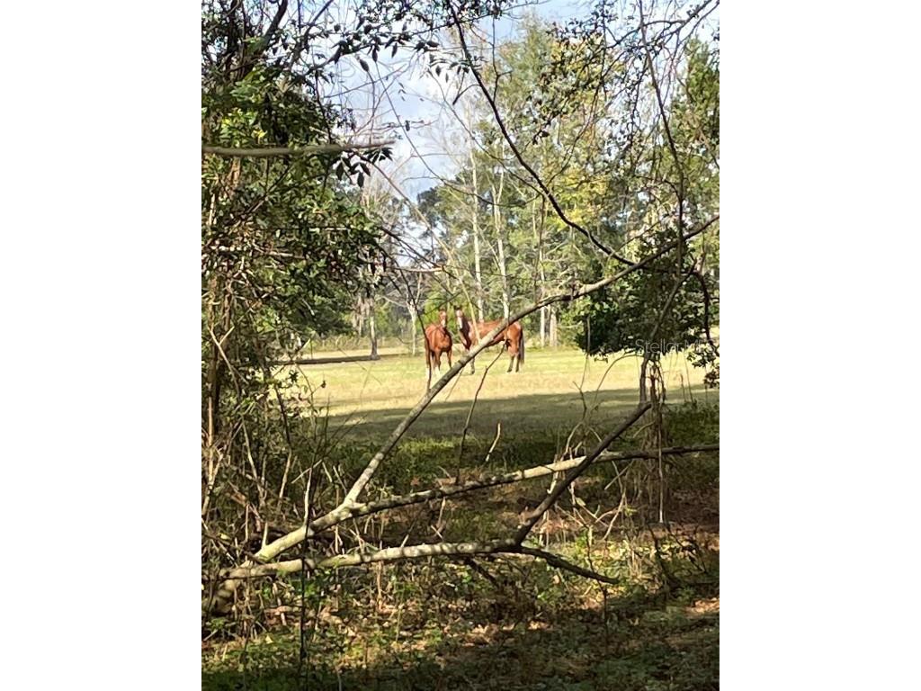 142nd Terrace Alachua FL 32615 GC513425 image1