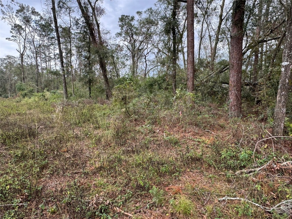 143rd Drive O'Brien FL 32071 R4908529 image4