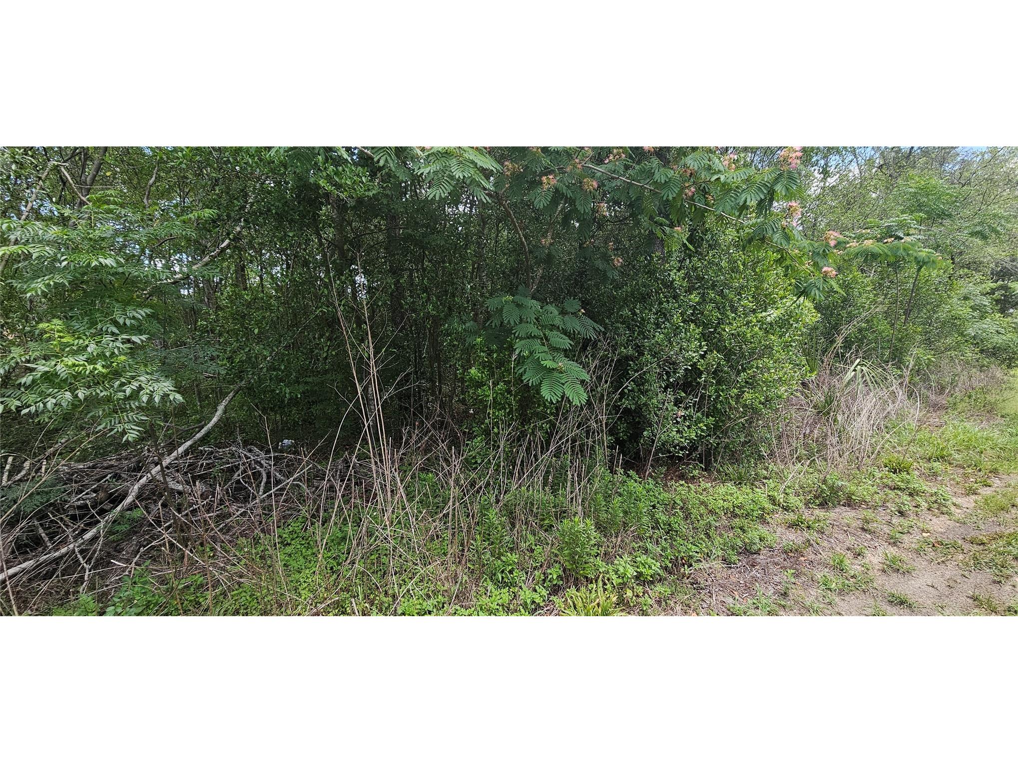 144th Summerfield FL 34491 OM725328 image3