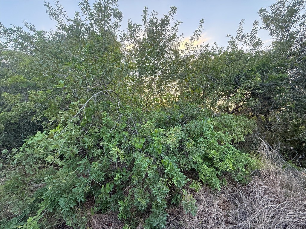 146 Patton Ave Lake Placid FL 33852 D6141635 image3