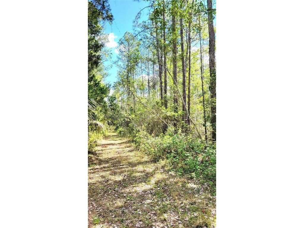 #18 No Street Deland FL 32724 V4935037 image11