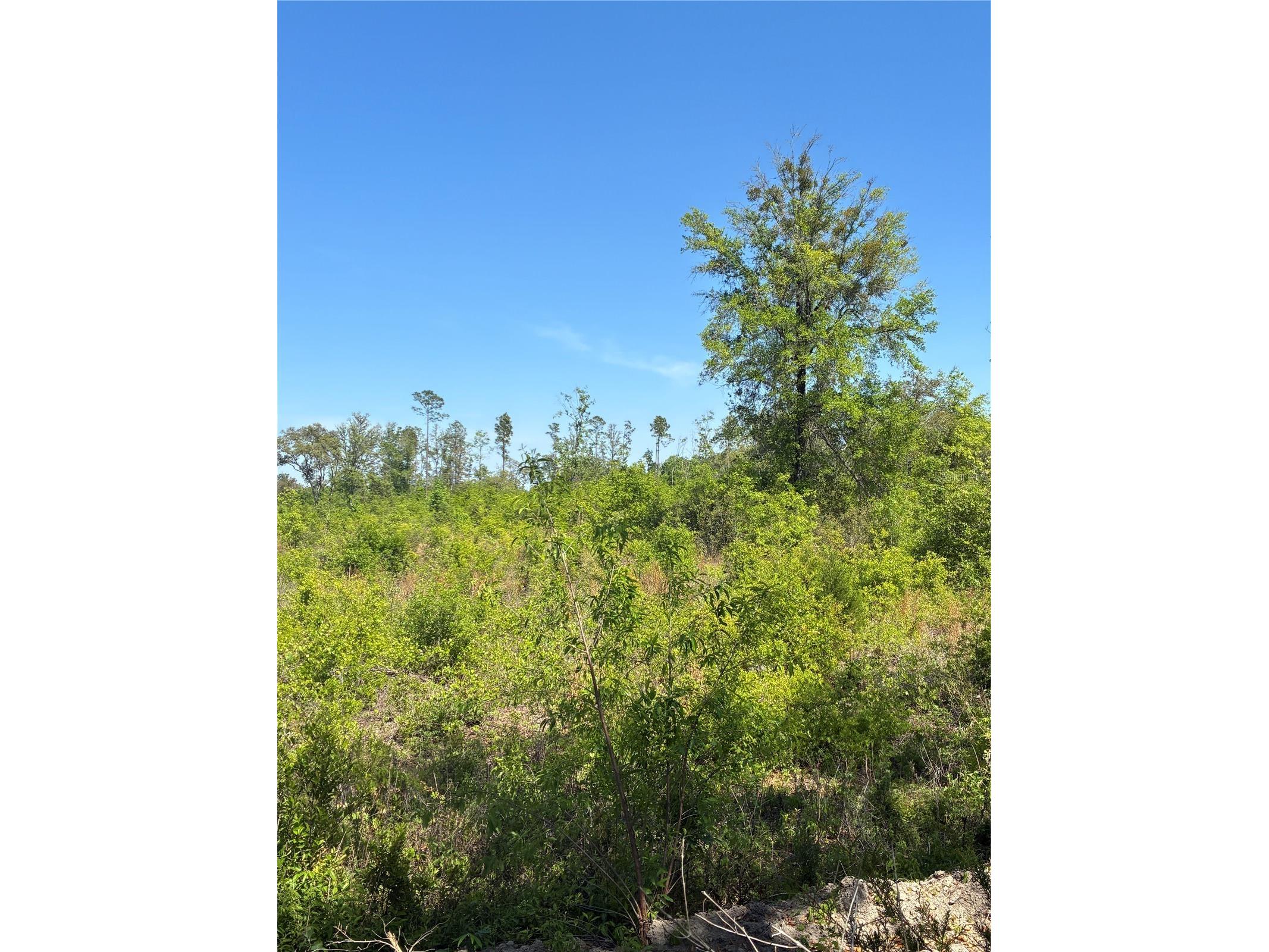 298th Street Newberry FL 32669 GC539732 image3