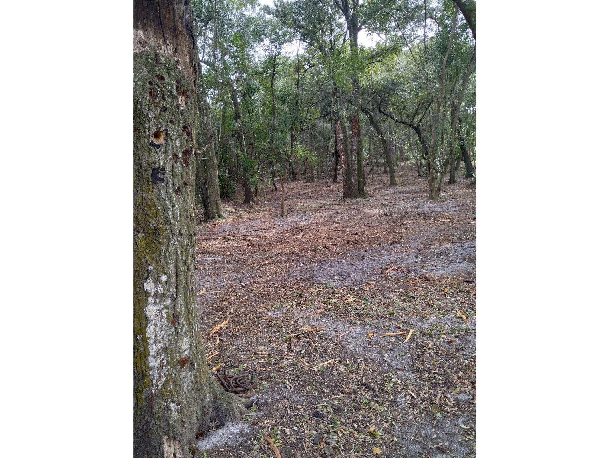 2nd Street Deland FL 32720 V4947083 image4