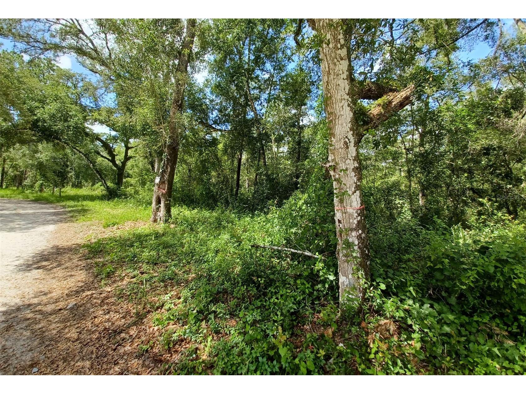 40th Webster FL 33597 G5108297 image6