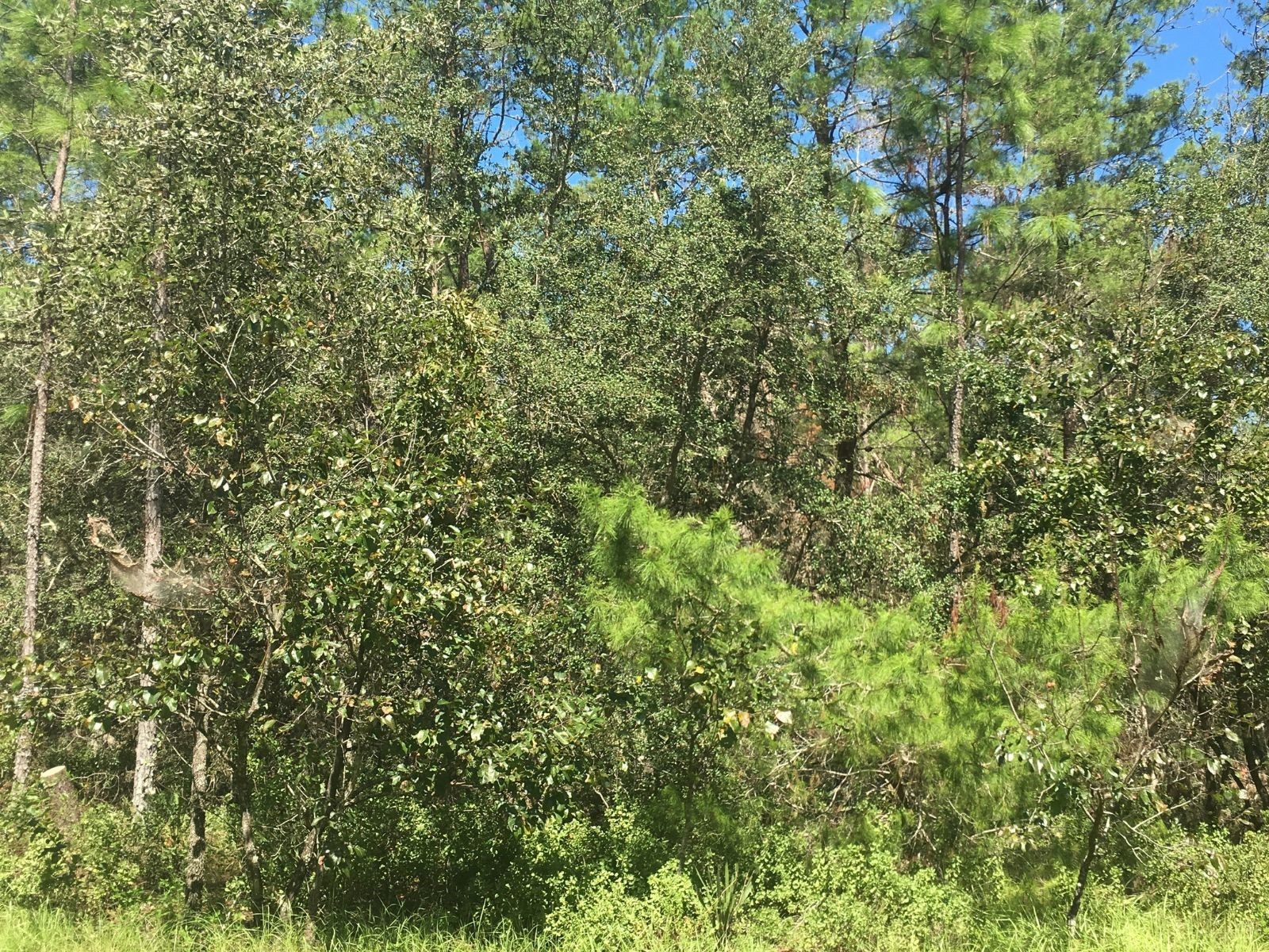 45th Terrace Road Ocala FL 34473 OM720544 image1