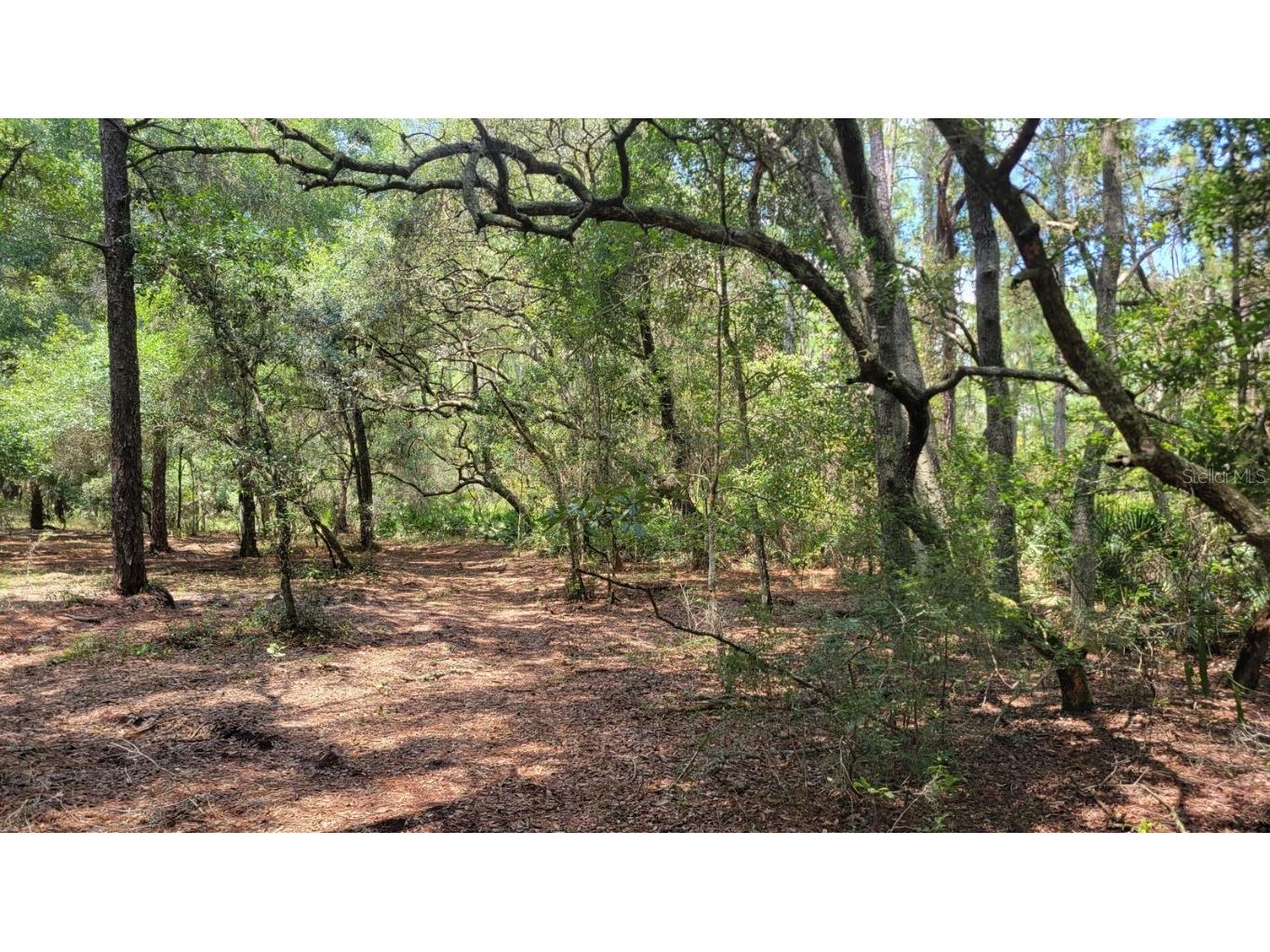 #5 - 10.28ac NE 127th St Fort Mc Coy FL 32134 OM668724 image1