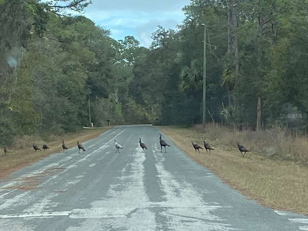 57th Street Dunnellon FL 34431 O6390804 image10