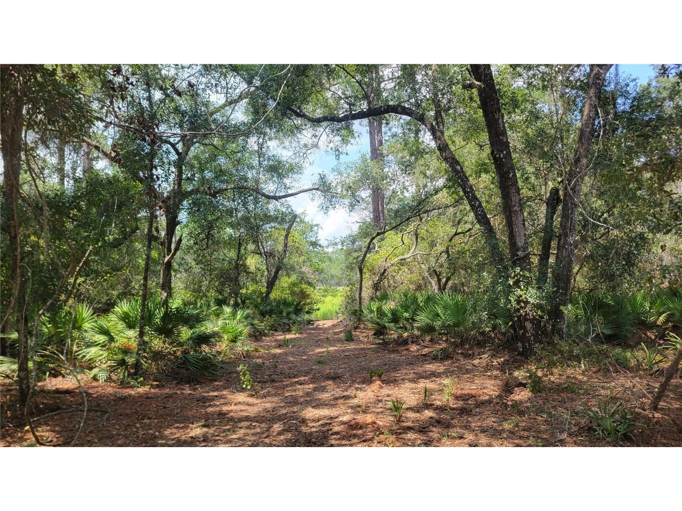 #6 - 10.27ac NE 127th St Fort Mc Coy FL 32134 OM668725 image1