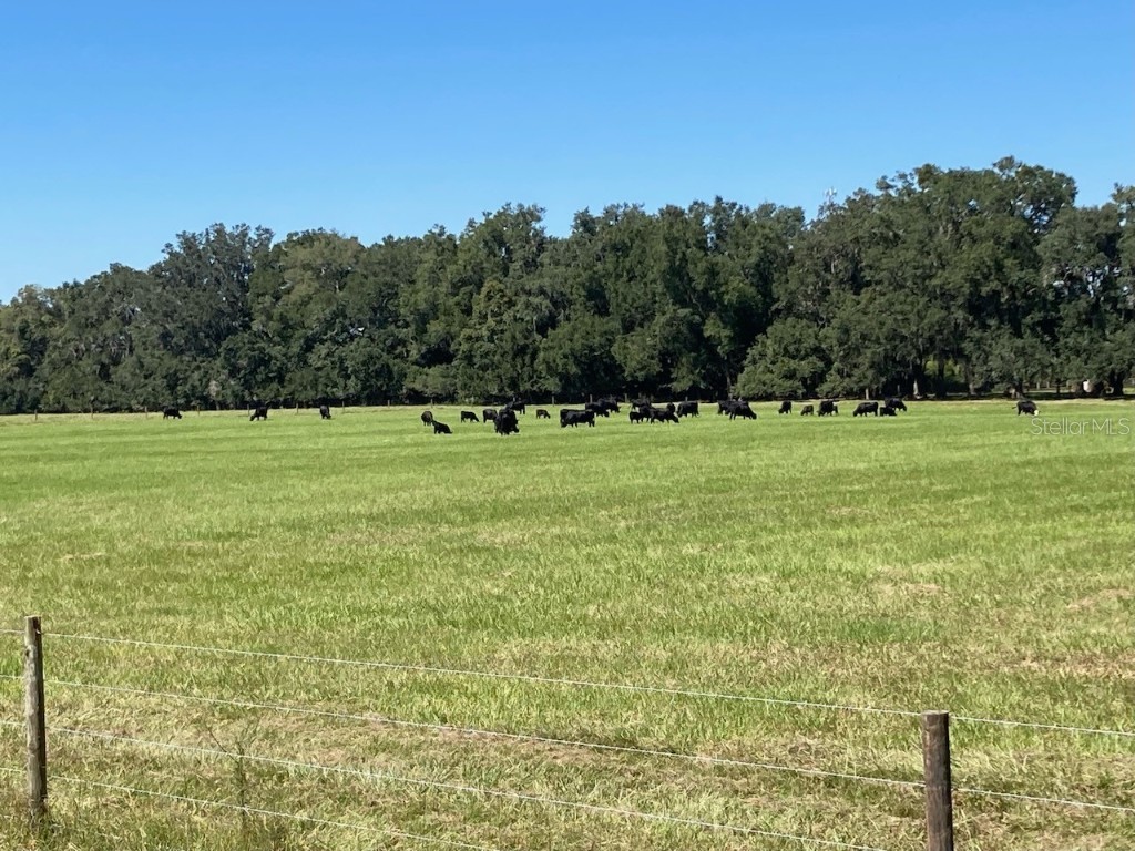 7th Street NW Williston FL 32696 OM631216 image1