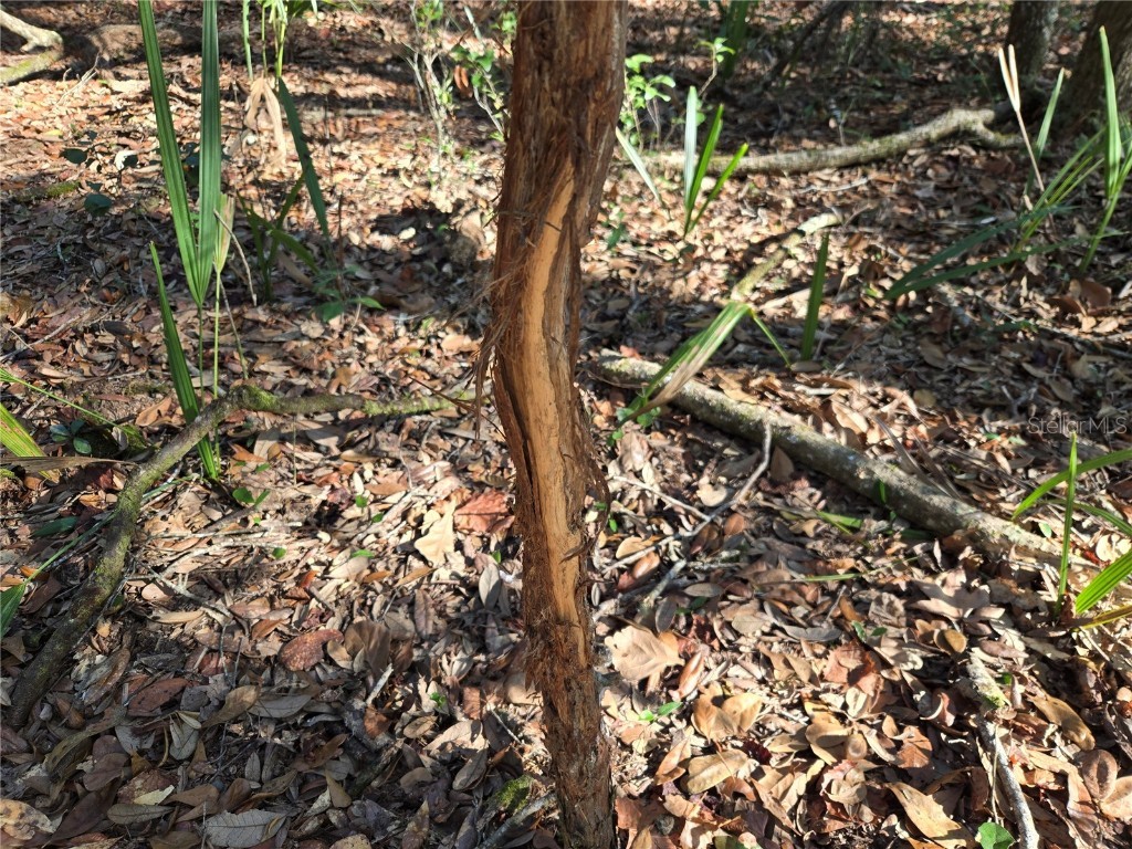 81 Clouds Ave Interlachen FL 32148 OM715398 image12