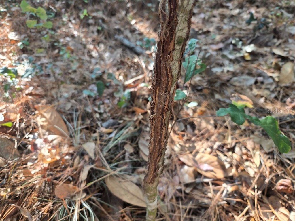 81 Clouds Ave Interlachen FL 32148 OM715398 image13