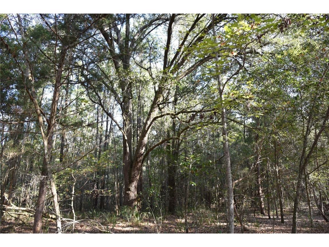 81 Clouds Ave Interlachen FL 32148 OM715398 image14