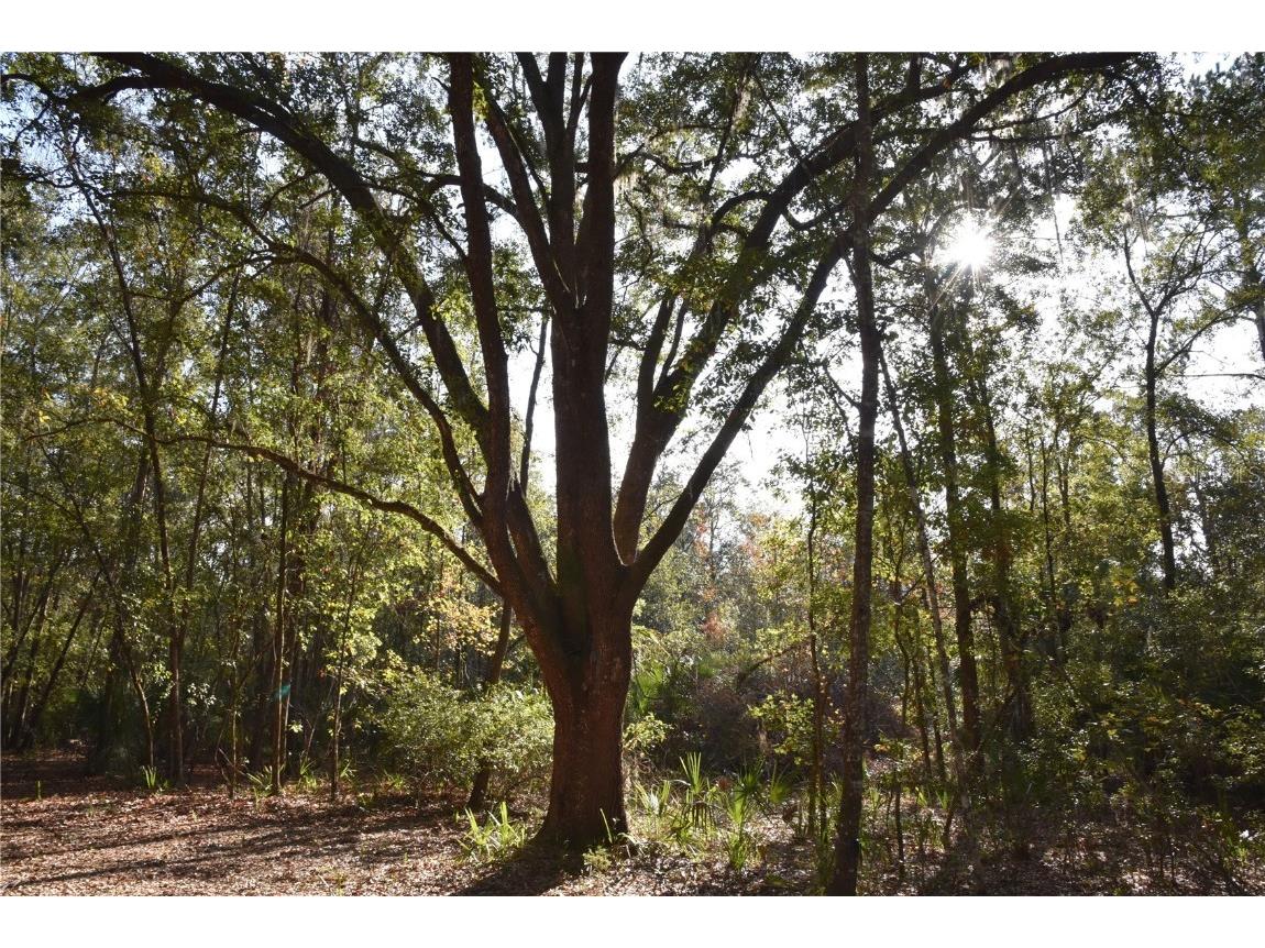 81 Clouds Ave Interlachen FL 32148 OM715398 image15