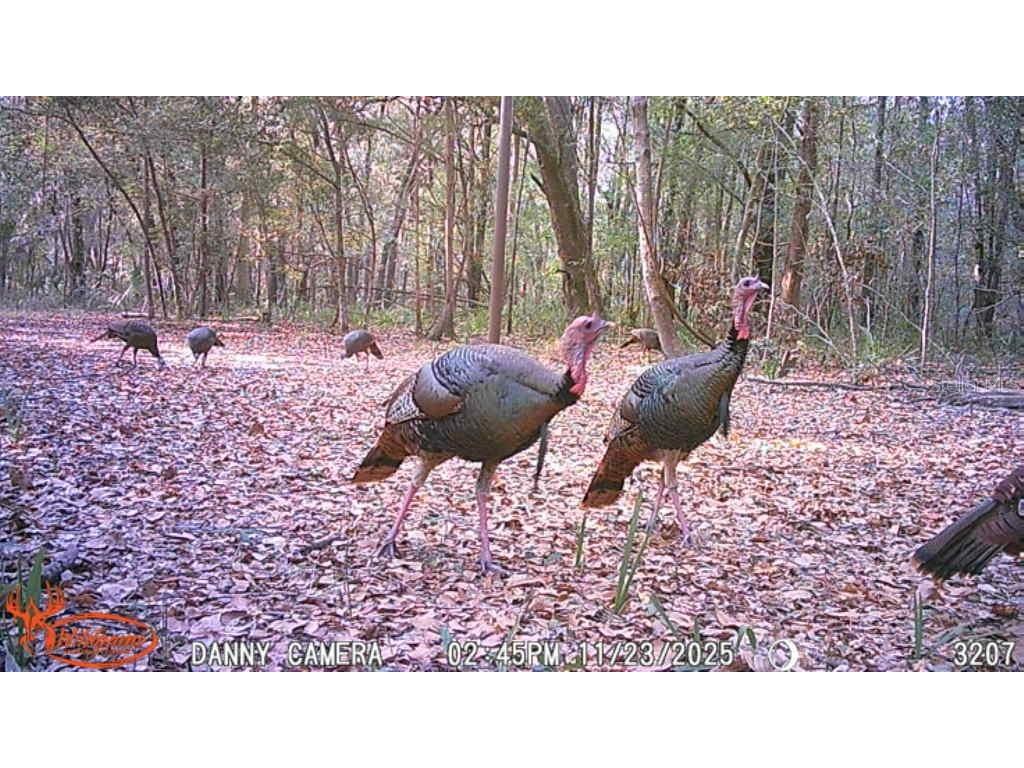 81 Clouds Ave Interlachen FL 32148 OM715398 image19