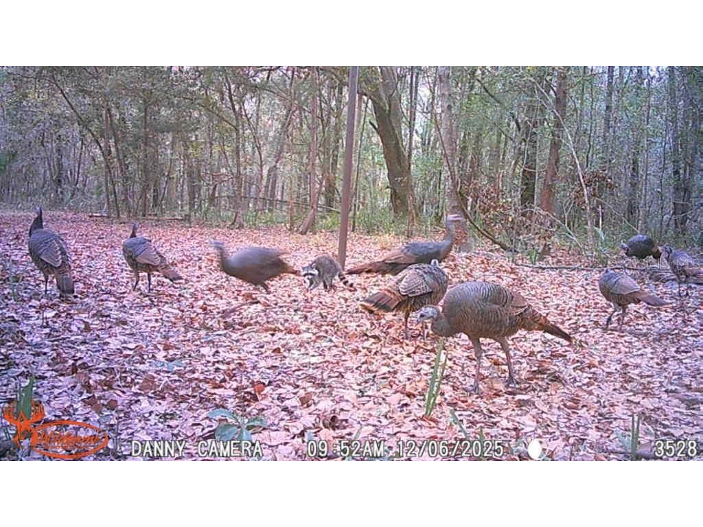 81 Clouds Ave Interlachen FL 32148 OM715398 image20