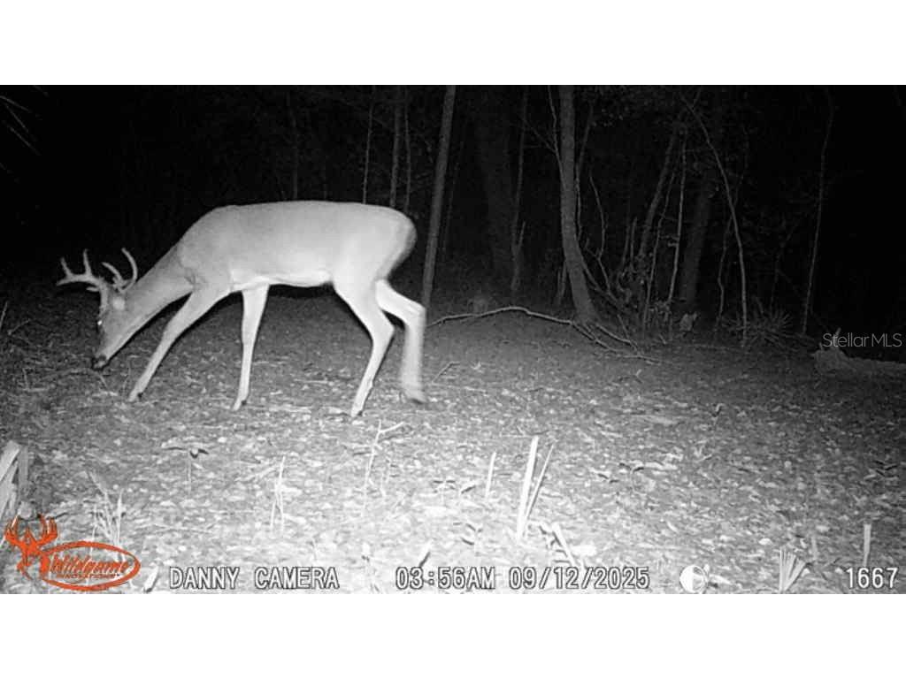 81 Clouds Ave Interlachen FL 32148 OM715398 image21