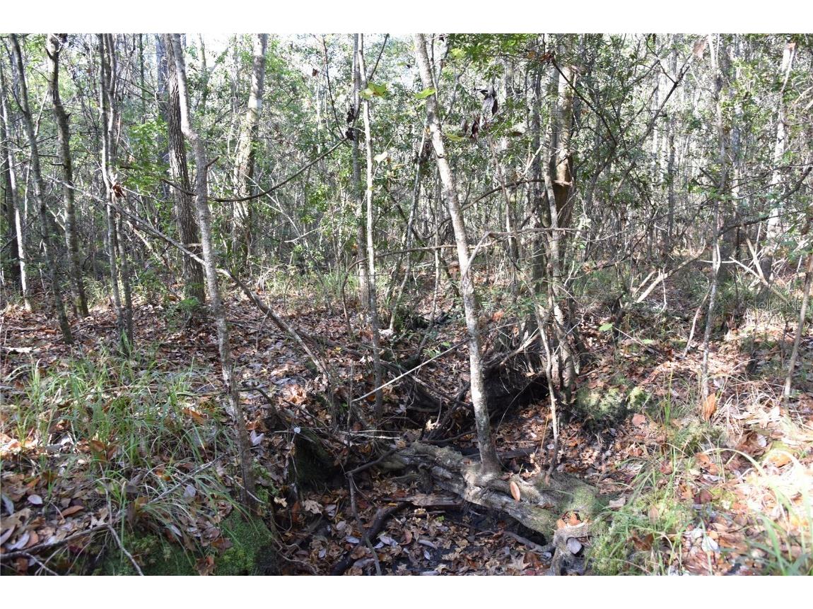 81 Clouds Ave Interlachen FL 32148 OM715398 image28