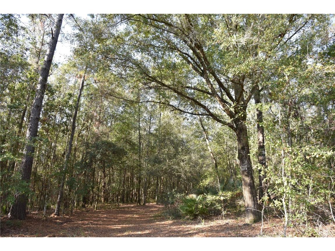 81 Clouds Ave Interlachen FL 32148 OM715398 image4