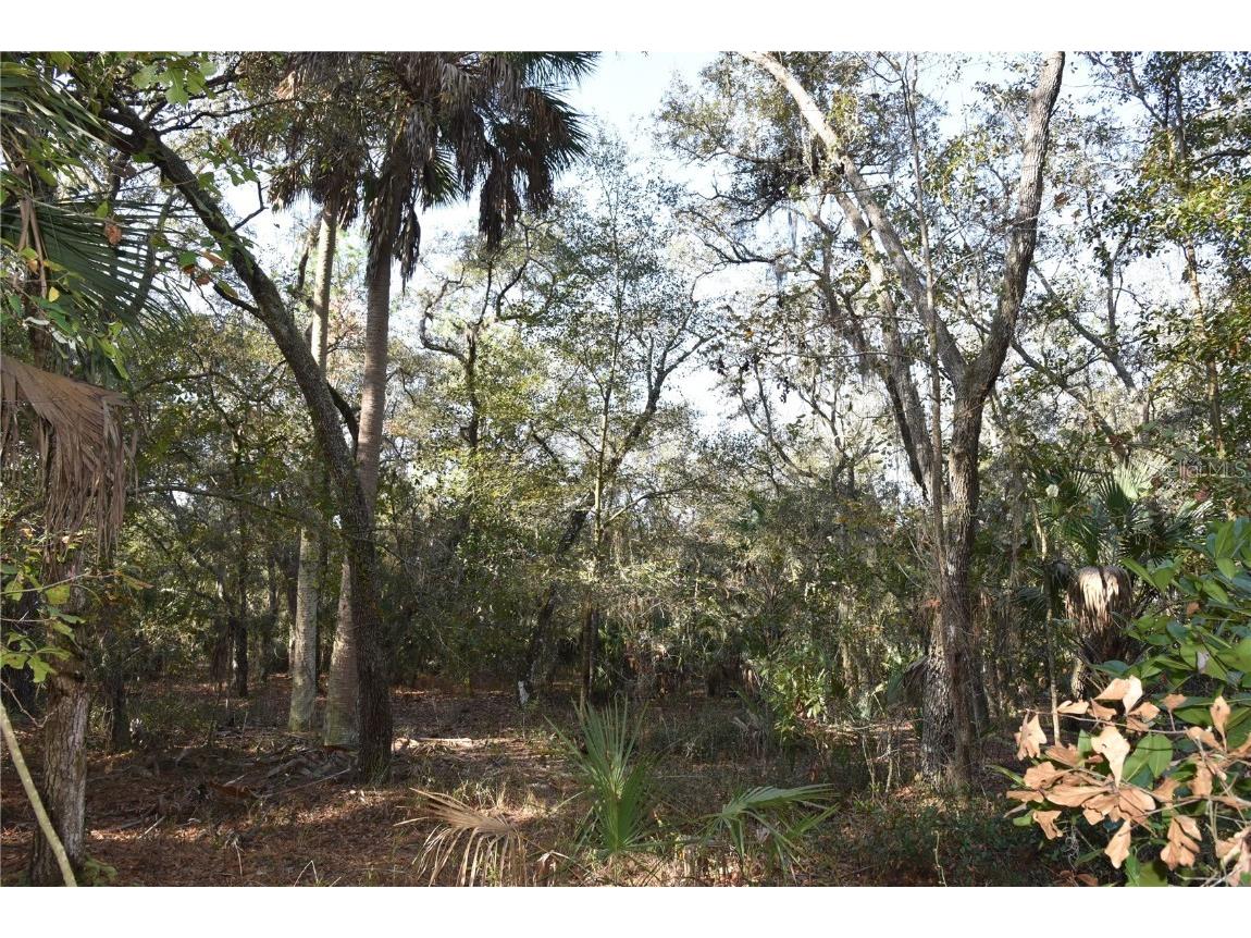 81 Clouds Ave Interlachen FL 32148 OM715398 image40